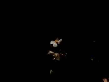 High angle view of flowering plant against black background