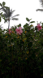 Close-up of pink flowering plants against sky