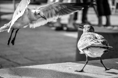 Bird perching on railing