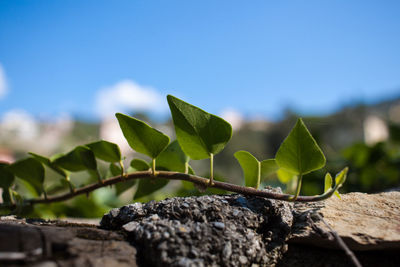 Close-up of fresh green leaf against blue sky