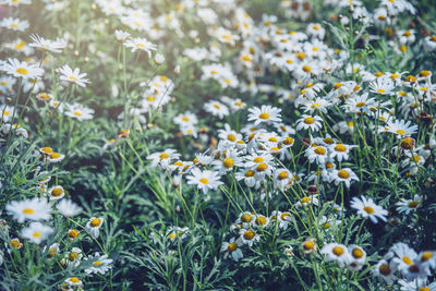 Close-up of flowering plants on field