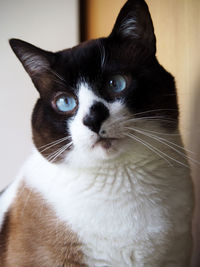 Close-up portrait of a cat
