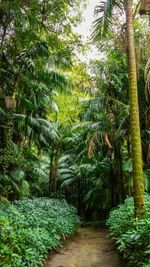 Footpath amidst trees in forest