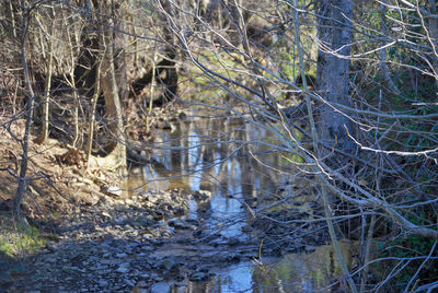 Bare trees in forest