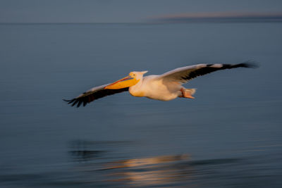 Close-up of pelican