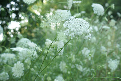 Close-up of white flowering plant