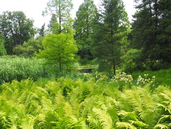 Scenic view of forest