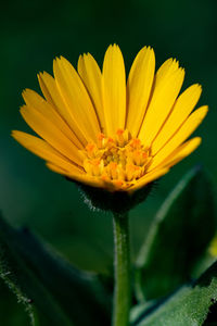 Close-up of yellow flowering plant