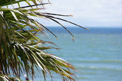 Close-up of leaves against sea