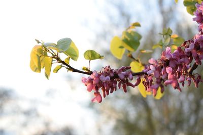 Low angle view of flower tree against sky