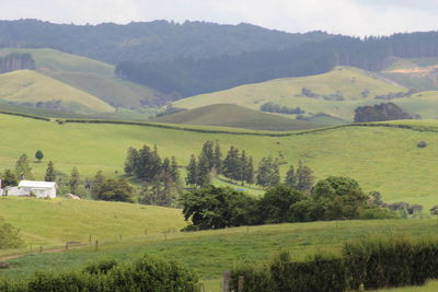 Scenic view of agricultural field