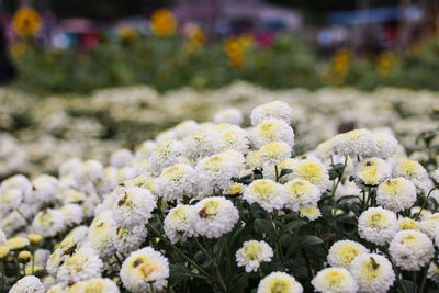 Close-up of white flowers blooming outdoors