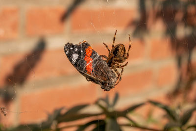 Close-up of spider on web