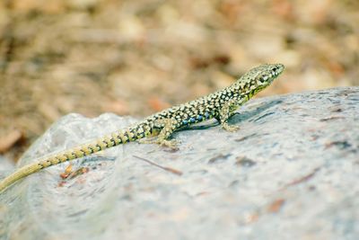 Close-up of lizard on rock