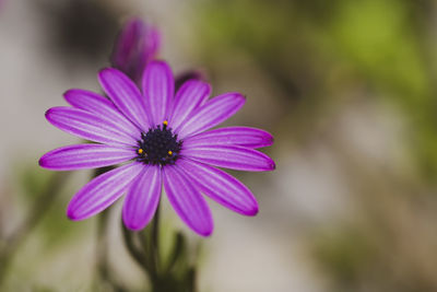 Close-up of purple flower