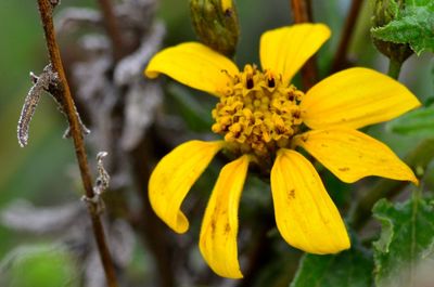 Close-up of yellow flowers