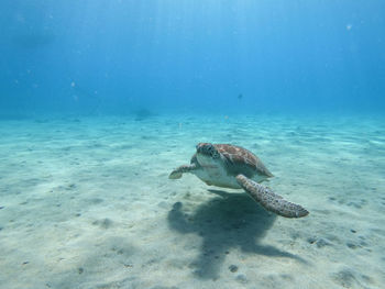 View of turtle swimming in sea