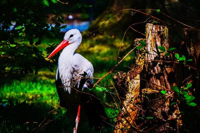 Bird perching on a tree