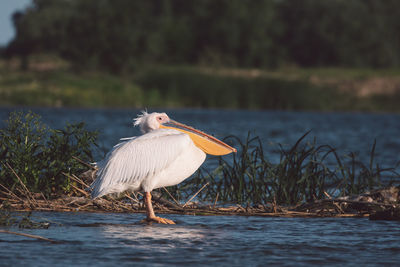 Pelican in a lake