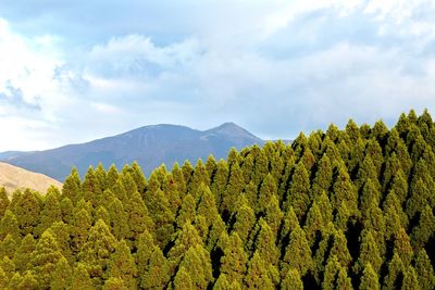 Scenic view of forest against sky