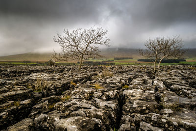 Bare trees amidst rock formation on field against cloudy sky
