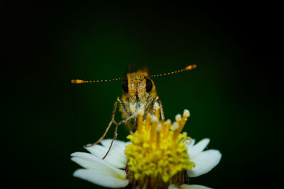 Close-up of insect pollinating on flower