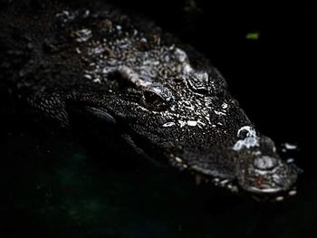 Close-up of lizard on white surface