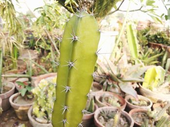 Close-up of plant