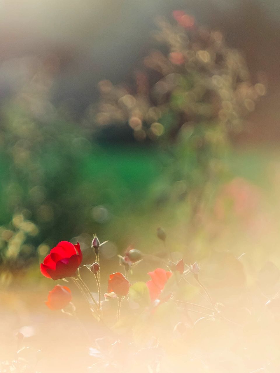 CLOSE-UP OF RED FLOWERING PLANTS ON FIELD