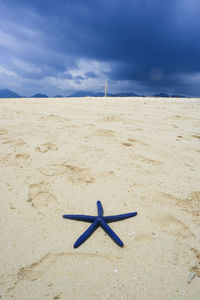 Starfish on beach against sky