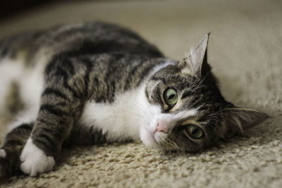 Portrait of cat lying on rug