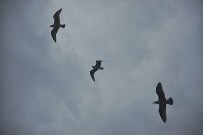 Low angle view of bird flying against sky