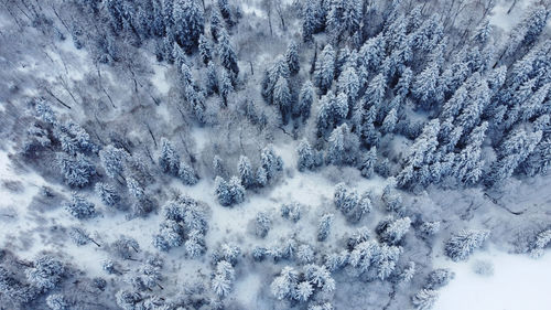 Aerial view of pine trees during winter