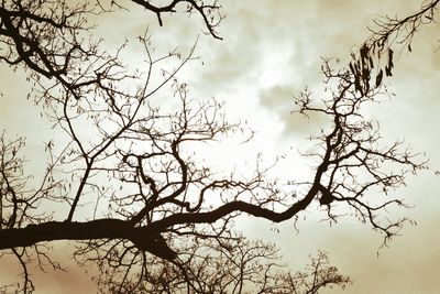 Low angle view of silhouette tree against sky