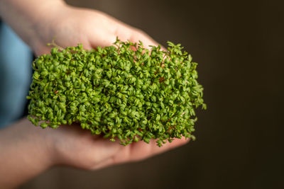 Cropped hand of person holding plant