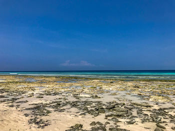 Scenic view of beach against blue sky