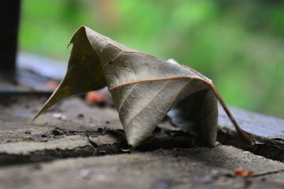 Dead fallen leaf propped 
