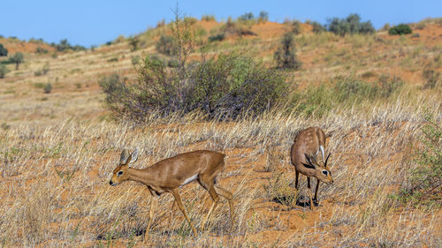 Steenbok couple in desert scenery in kruger national park, south africa