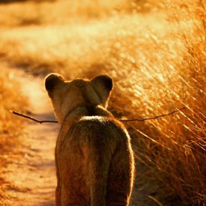 Close-up of lion cub