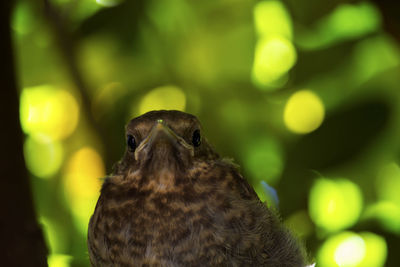 Close-up portrait of a bird