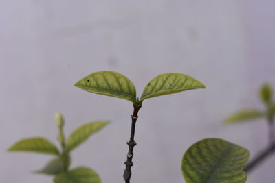 Close-up of fresh green plant