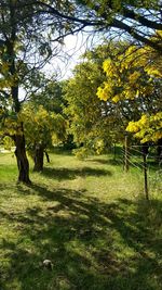 Trees on field against sky