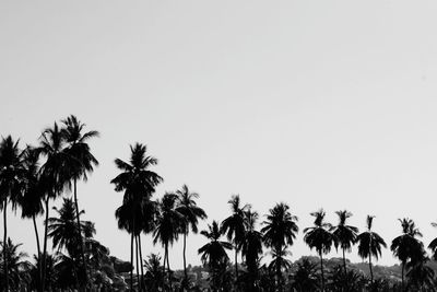 Low angle view of palm trees against clear sky