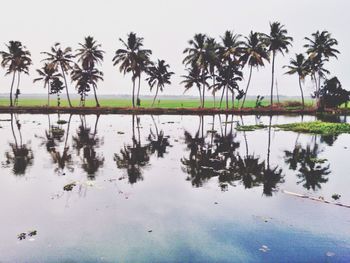 Reflection of palm trees in water