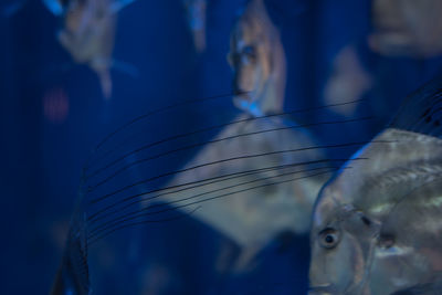 Close-up of fish swimming in sea