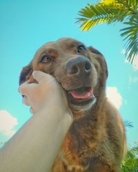 Low angle view of dog against sky