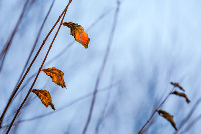 Close-up of dry leaves