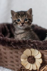 Close-up portrait of a cat