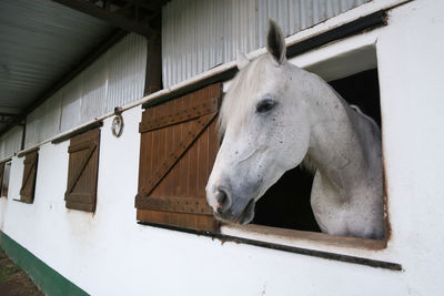 Low angle view of white horse in stable