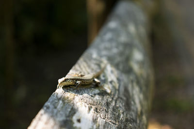 Close-up of lizard on wood